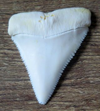 2.  309 " Upper Nature Modern Great White Shark Tooth (teeth)