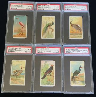 (6) 1889 N5 Allen & Ginter Birds Of The Tropics Psa 6 Cigarettes Tobacco Cards