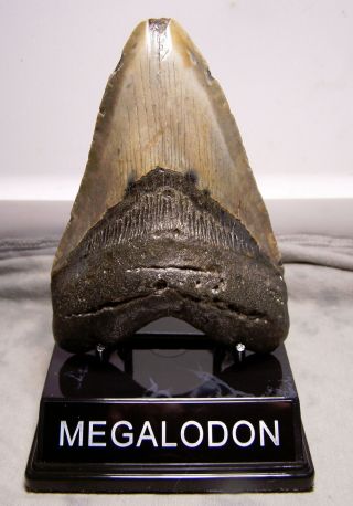 Huge 5 " Megalodon Shark Tooth Teeth Fossil Jaw Megladon W/display Meg Scuba Dive