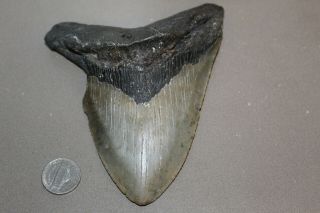 Megalodon Fossil Giant Sharks Teeth Ocean No Repair 5.  49 " Huge Tooth