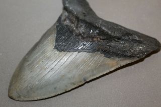 MEGALODON Fossil Giant Sharks Teeth Ocean No Repair 5.  49 