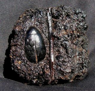 Extinctions - Cool Fossil Beetle,  Branch From The Famous La Brea Tar Pits