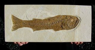 Extinctions - Huge Predatory Mioplosus Fossil Fish Plate - Over A Foot Long