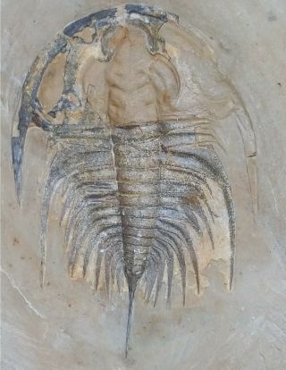 Trilobite Fossil Olenellus Gilberti Nevada