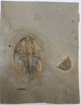 Trilobite Fossil Olenellus Gilberti Nevada 2