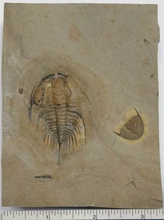 Trilobite Fossil Olenellus Gilberti Nevada 3