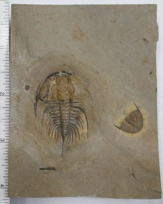 Trilobite Fossil Olenellus Gilberti Nevada 4