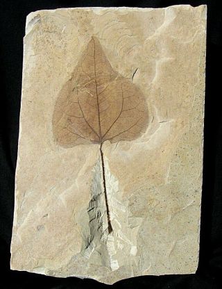 Extinctions - Huge,  Spectacular Poplar Leaf Fossil - Colorful & Detailed