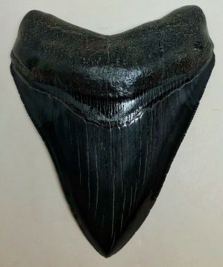 Large Museum Quality Jet Black Upper Anterior Megalodon Fossil Shark Tooth
