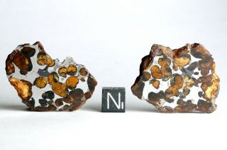 Meteorite Sericho - 36.  3g Split Individual - Polished Pair Pallasite