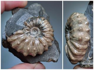 4 Cm (1,  6 In) Ammonite Nodosohoplites Shell Cretaceous Russia Russian Ammonit
