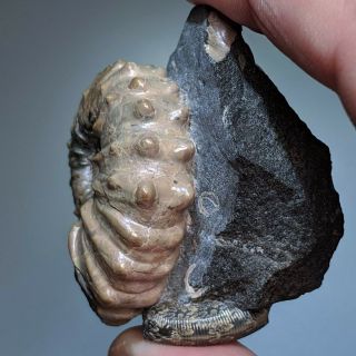 4 cm (1,  6 in) Ammonite Nodosohoplites shell cretaceous Russia russian ammonit 2