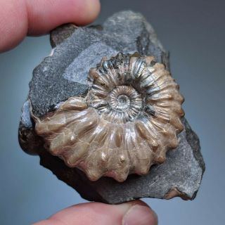 4 cm (1,  6 in) Ammonite Nodosohoplites shell cretaceous Russia russian ammonit 3