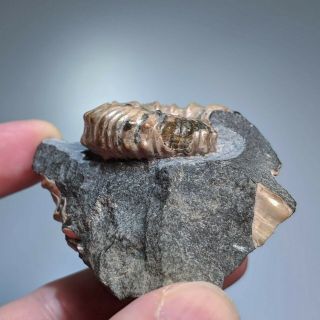 4 cm (1,  6 in) Ammonite Nodosohoplites shell cretaceous Russia russian ammonit 4