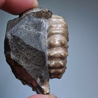 4 cm (1,  6 in) Ammonite Nodosohoplites shell cretaceous Russia russian ammonit 5