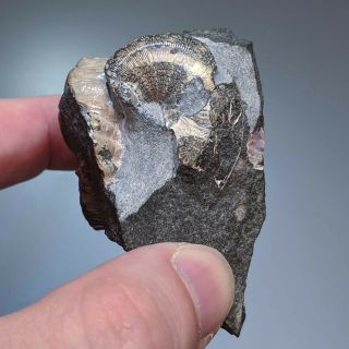 4 cm (1,  6 in) Ammonite Nodosohoplites shell cretaceous Russia russian ammonit 6