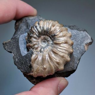 4 cm (1,  6 in) Ammonite Nodosohoplites shell cretaceous Russia russian ammonit 7