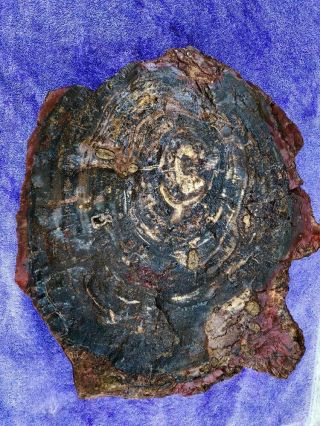 Petrified Wood 75 Lbs.  Rough Slab Lapidary Fossil