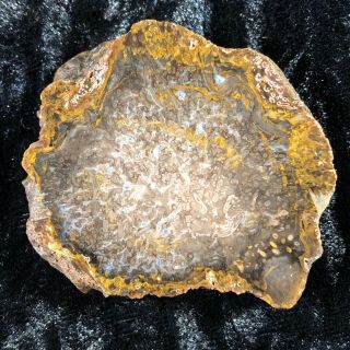 Rare Petrified Wood Cyathodendron Texana Texas Fern 2”x1.  75” Full Round Eocene