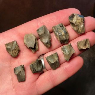 10 X Triceratops Shed Teeth - Hell Creek Formation Dinosaur -