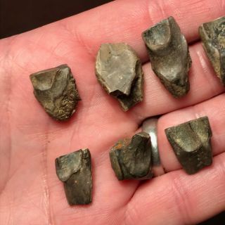 10 x TRICERATOPS SHED TEETH - HELL CREEK FORMATION DINOSAUR - 2
