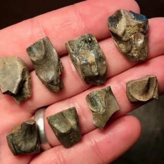 10 x TRICERATOPS SHED TEETH - HELL CREEK FORMATION DINOSAUR - 3