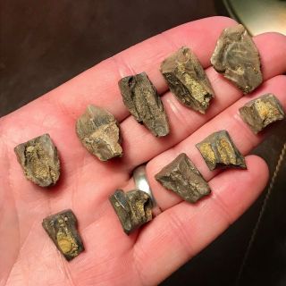 10 x TRICERATOPS SHED TEETH - HELL CREEK FORMATION DINOSAUR - 4