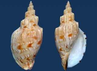 Shell Voluta Duponti Seashell