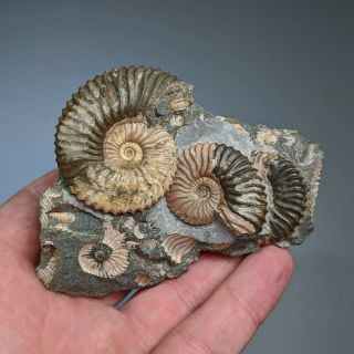 Ammonite Deshayesites Cluster Cretaceous Russia Russian Ammonit
