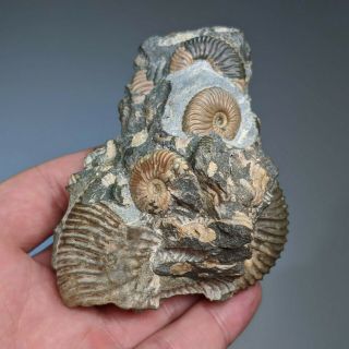 Ammonite Deshayesites cluster cretaceous Russia russian ammonit 2
