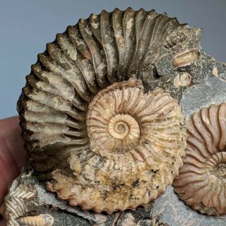 Ammonite Deshayesites cluster cretaceous Russia russian ammonit 3