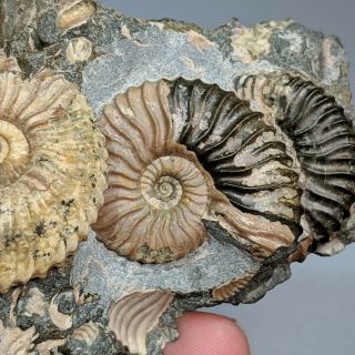 Ammonite Deshayesites cluster cretaceous Russia russian ammonit 4