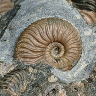 Ammonite Deshayesites cluster cretaceous Russia russian ammonit 5