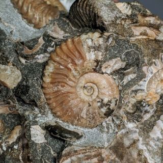 Ammonite Deshayesites cluster cretaceous Russia russian ammonit 6