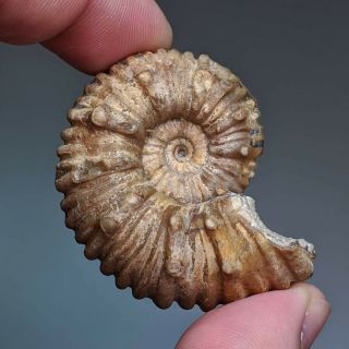 4,  7 Cm (1,  8 In) Ammonite Epicheloniceras Cretaceous Russia Russian Ammonit