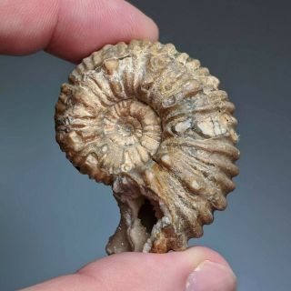 4,  7 cm (1,  8 in) Ammonite Epicheloniceras cretaceous Russia russian ammonit 2