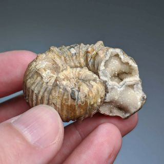 4,  7 cm (1,  8 in) Ammonite Epicheloniceras cretaceous Russia russian ammonit 6