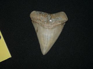 Magic 3,  Inch Chilean Fossil Great White Shark Tooth Incredible Enamel/ Serrati
