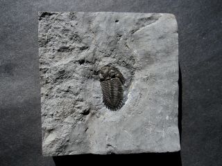 Uncommon Greenops grabaui Trilobite - Wannakah Shale - NY 2