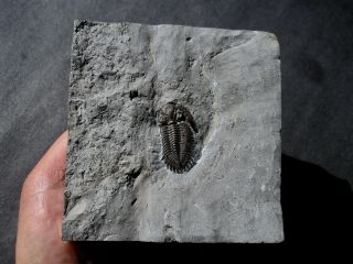 Uncommon Greenops grabaui Trilobite - Wannakah Shale - NY 3