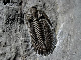 Uncommon Greenops grabaui Trilobite - Wannakah Shale - NY 4
