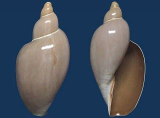 Shell Marginella Gigas L Seashell
