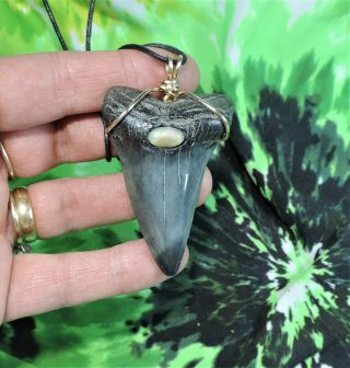 Huge 2 7/16  Mako Sharks Tooth Necklace Opal Stone No Repairs Fossils