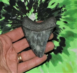 Serrated 3 1/4  Inch Megalodon Sharks Tooth No Restorations Fossil Teeth