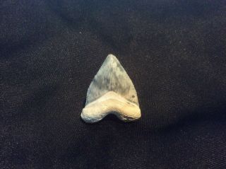 Bone Valley Megalodon Shark Tooth - Blue/grey