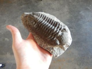 Large Fossil Trilobite In Matrix Rare