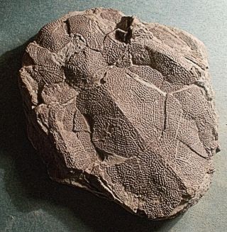 Fine 10.  5cm Bothriolepis Canadensis Dorsal Shield: Upper Devonian,  Canada.