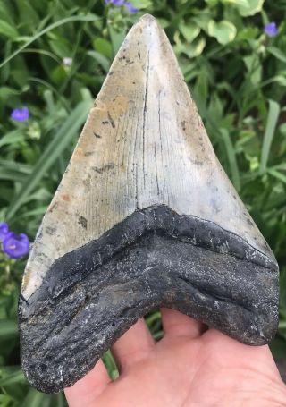 Huge Colorful 5.  74 " Megalodon Tooth Fossil Shark Teeth