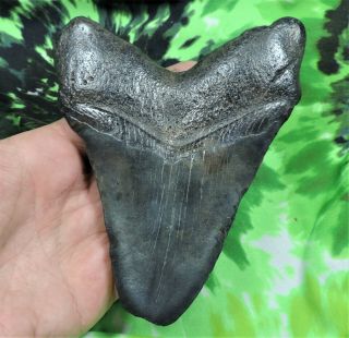 Megalodon Sharks Tooth 5 1/4  Inch No Restorations Fossil Sharks Teeth Tooth