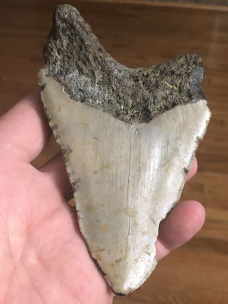 18 Huge 5 1/4 " Megalodon Giant Shark Tooth Teeth Extinct Fossil Megladon